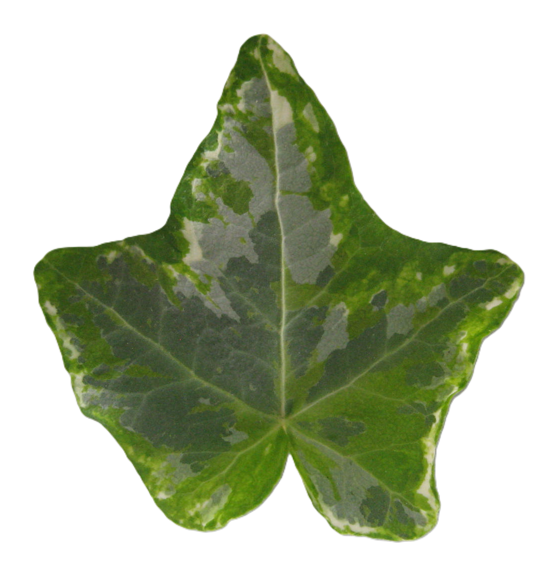 アイビー　ミントコリブリ60cm