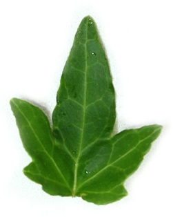 アイビー　シャムロック60cm