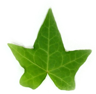 アイビー　ピッツバーグ60cm