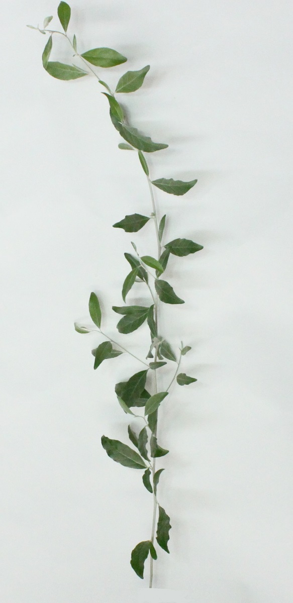 ロシアンオリーブ 60cm | ハナノヒmarket｜旬のお花を市場や生産者さん