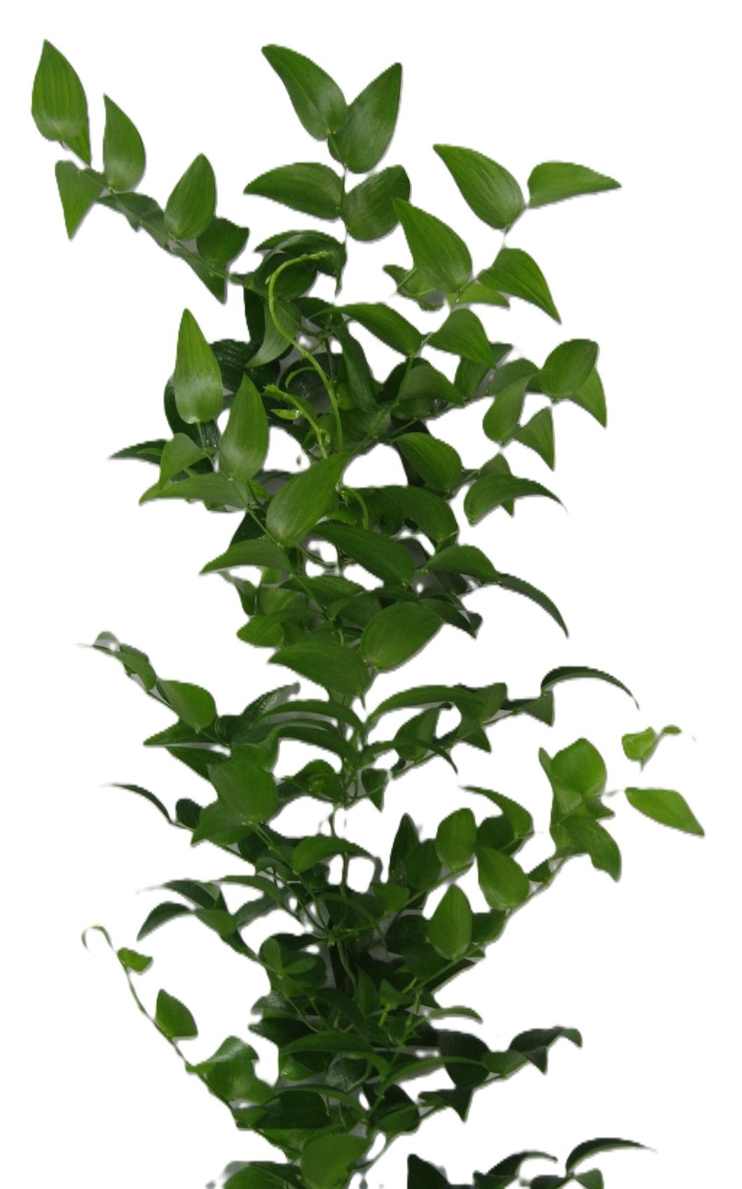 スマイラックス　120cm