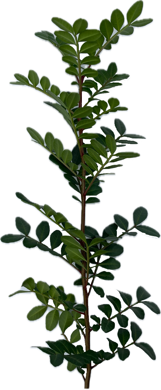 ピスタチオ リーブス 30cm | ハナノヒmarket｜旬のお花を市場や生産者