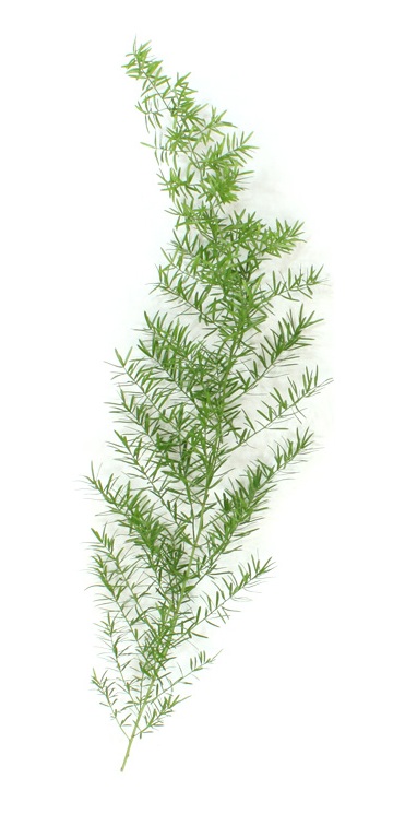 スプレンゲリー　100cm