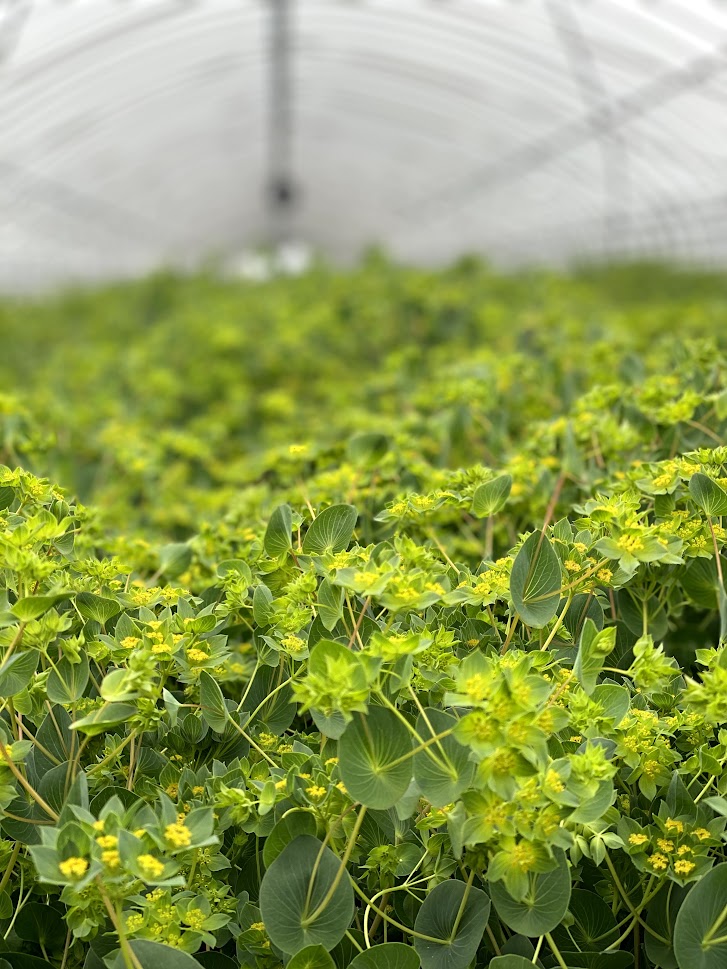 ブプレリウム　90㎝　40本入り