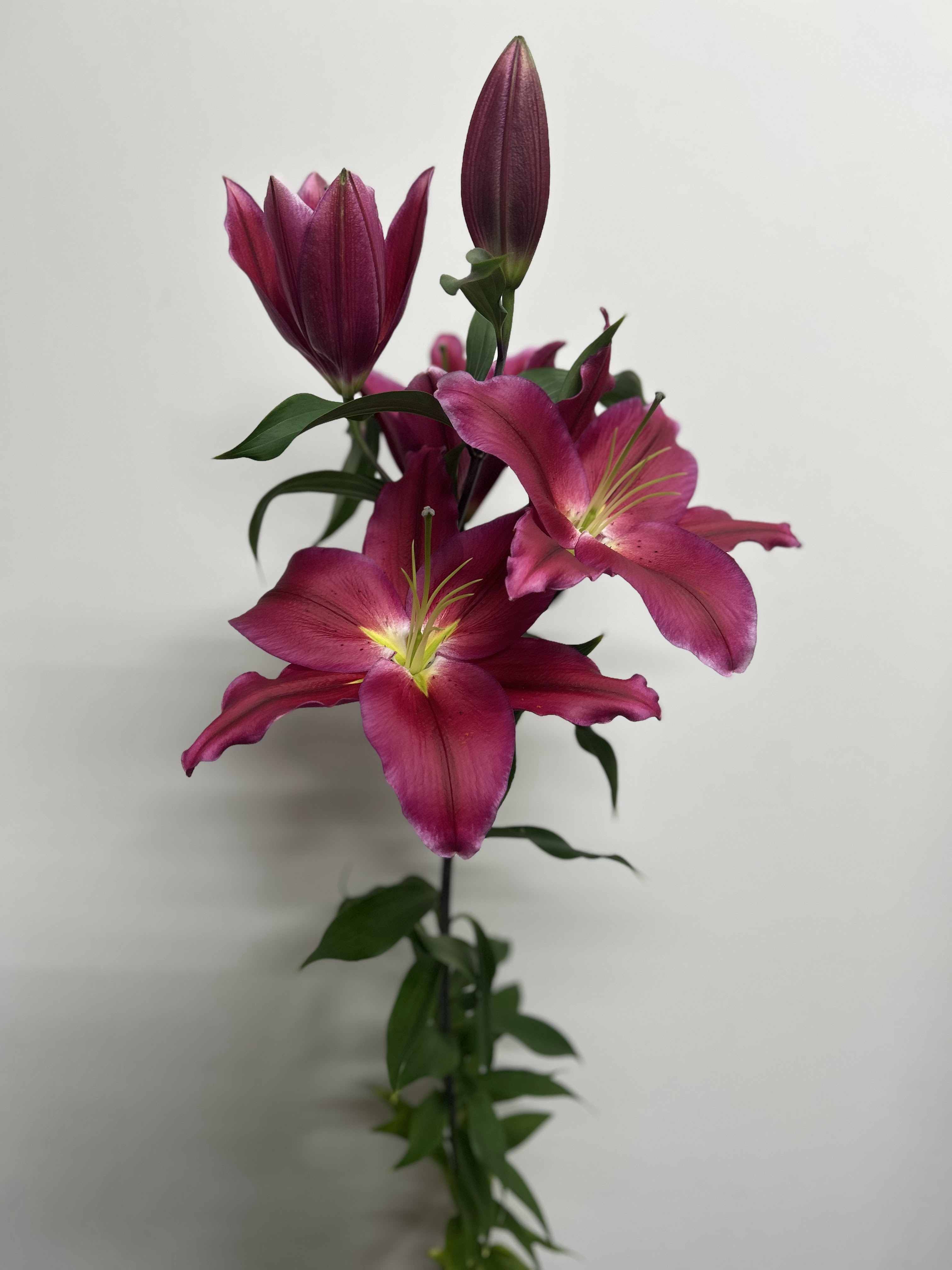 レッドドーン　ユリ