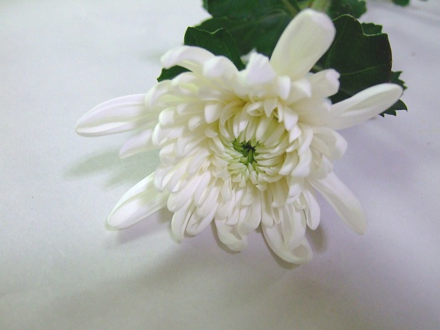 リンギク　シロ セイコウノマコト 秀２Ｌ (白)