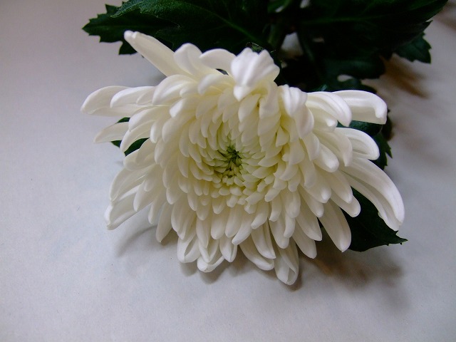 リンギク　シロ シンバ 秀Ｌ (白)