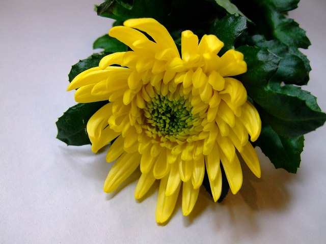 リンギク　キイロ セイコウノコウギョク 特秀２ (黄色)