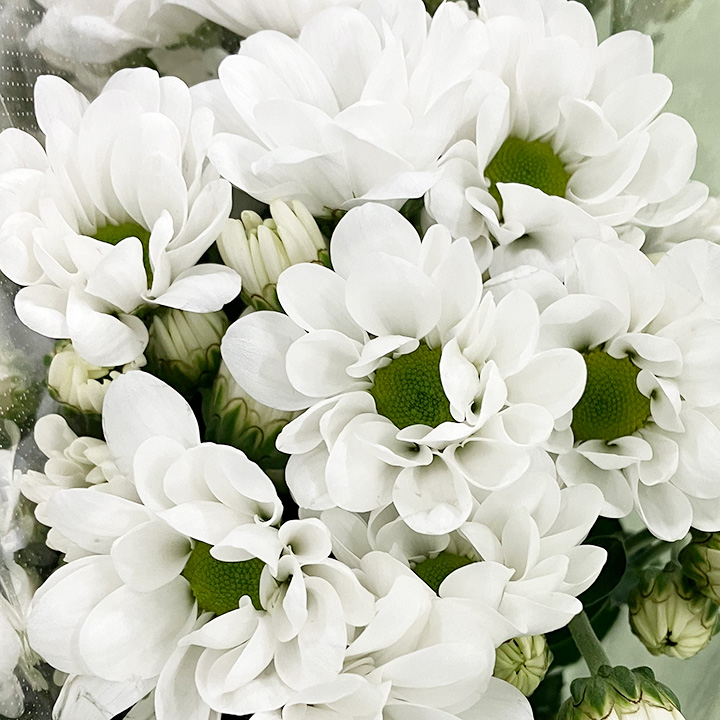 スプレーギク　シロ ヒラリー ｼｭｳ2L (白)