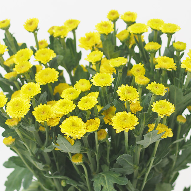 ハナノヒmarket|旬のお花を市場や生産者さんから宅配で届く ハナノヒmarket|旬のお花を市場や生産者さんから宅配で届く