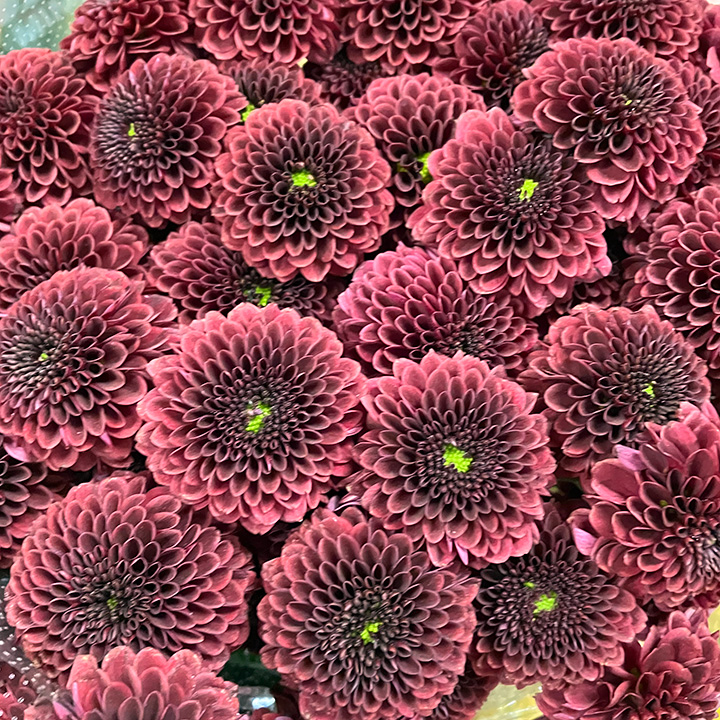 スプレーギク　アカ パーペッタレッド 85CM (赤)