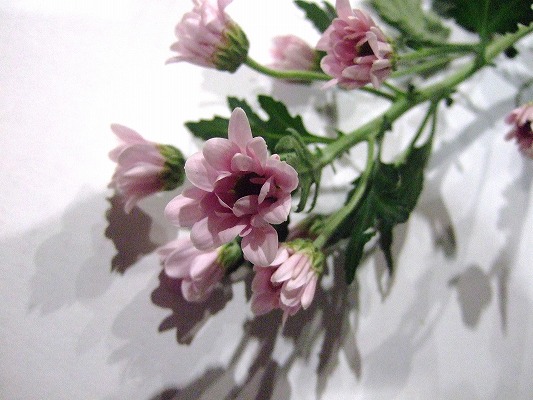 スプレーギク　ピンク エンゼル　ハート　（Ｐ 秀Ｍ (ピンク)