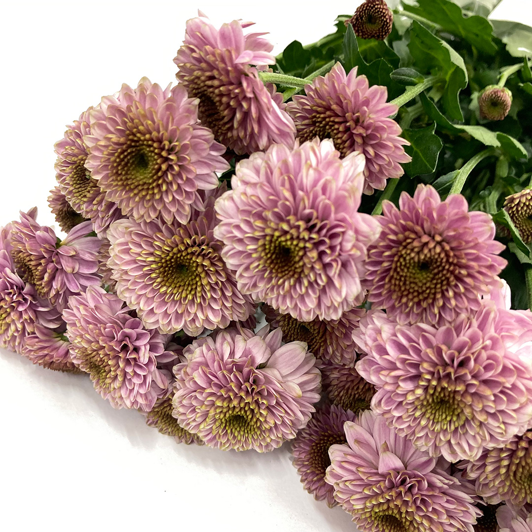 スプレーギク ピンク ドリア P （ポP L (ピンク)｜福岡店｜ハナノヒ