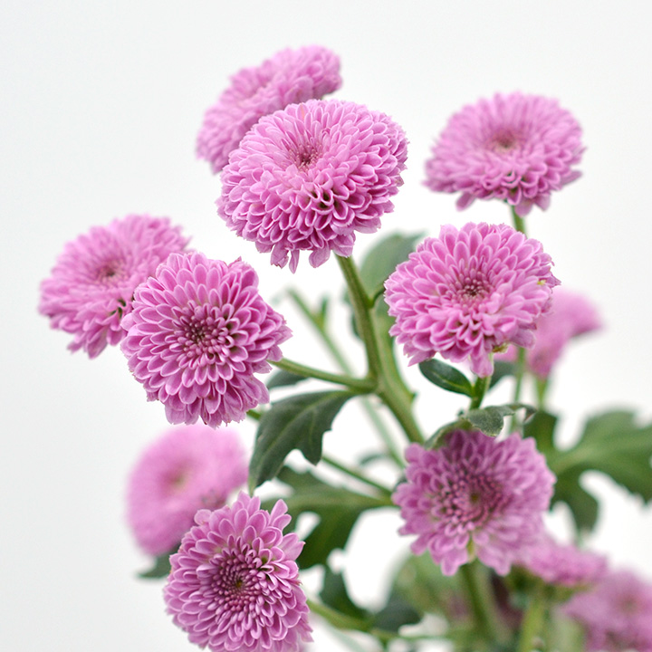 スプレーギク　ピンク カリメロピンク  (ピンク)