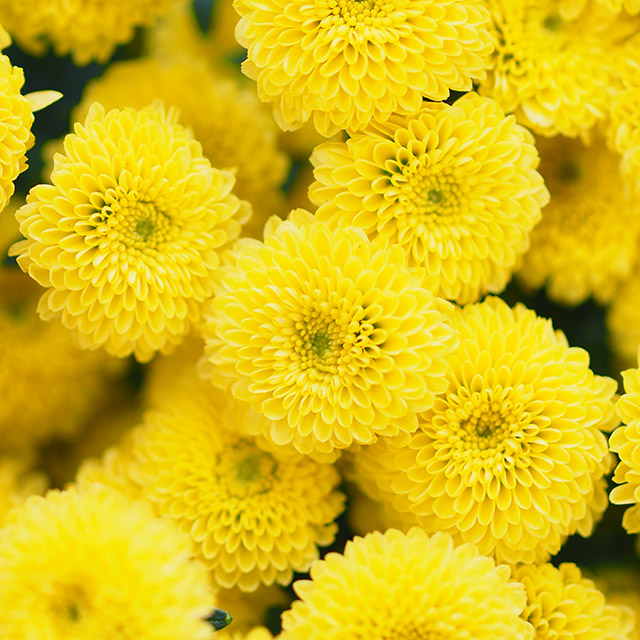 スプレーギク　フクショク カリメロサニー EX60CM (その他)