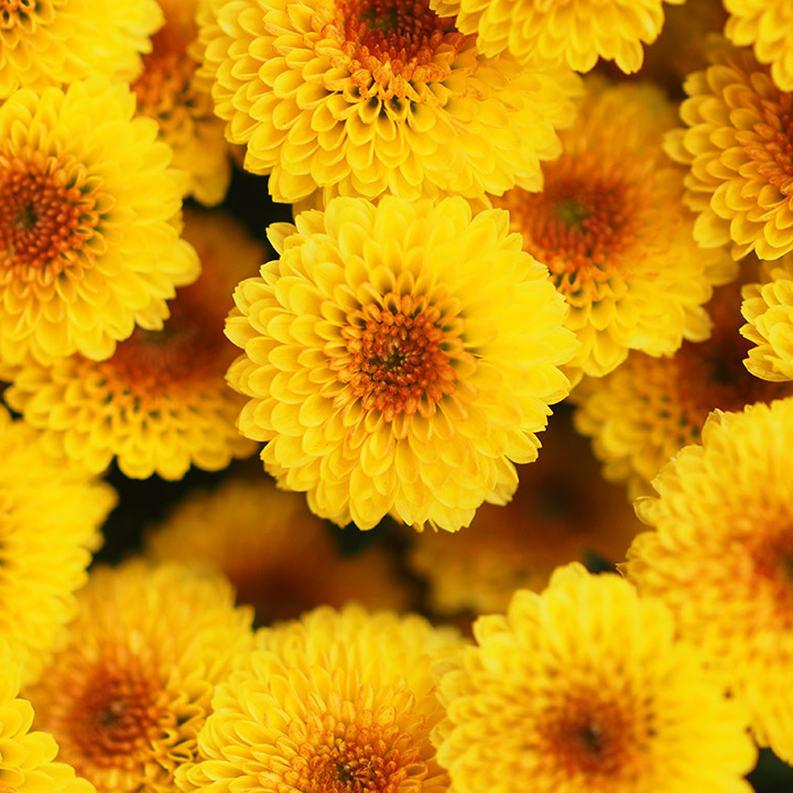 スプレーギク　フクショク カリメロシャイニー EX60CM (オレンジ)