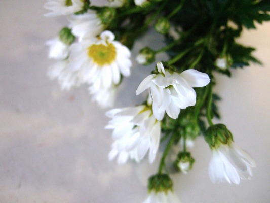 コギク　シロ タイヨウノイズミ　 注Ａ2L (白)