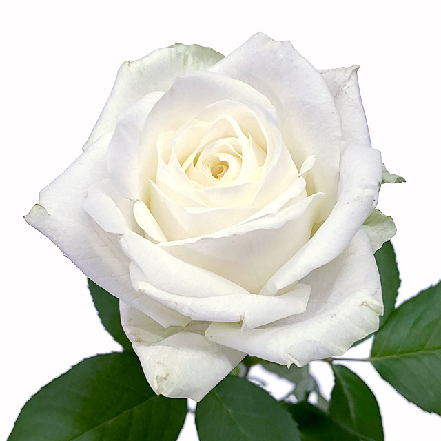 【母の日】バラ　ホワイト  L 推奨産地