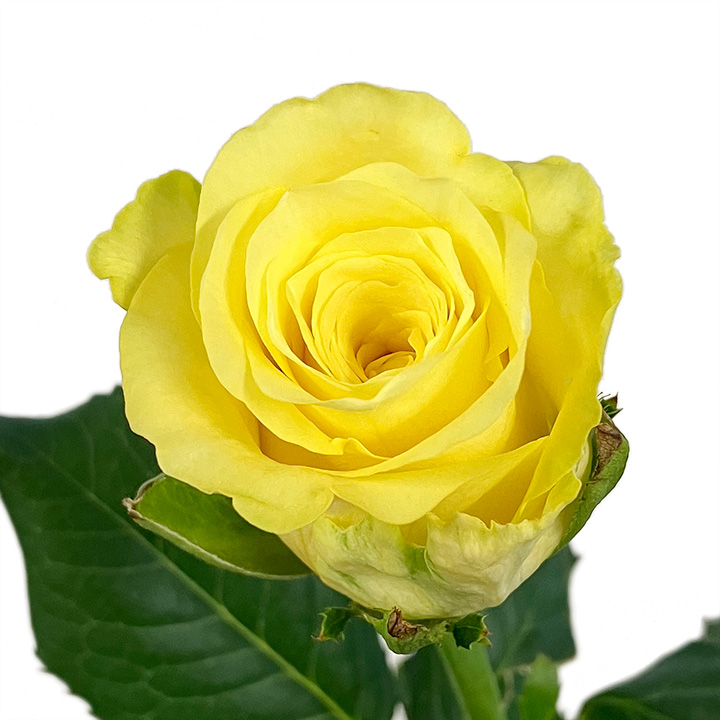 【母の日】バラ　イエロー  L 推奨産地