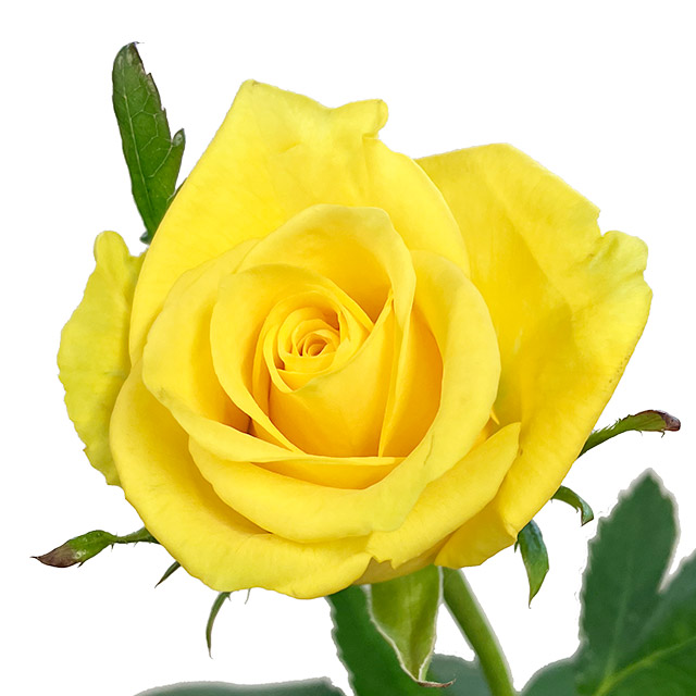 バラ　イエロー ゴールドラッシュ　L 推奨産地【予約メニュー】