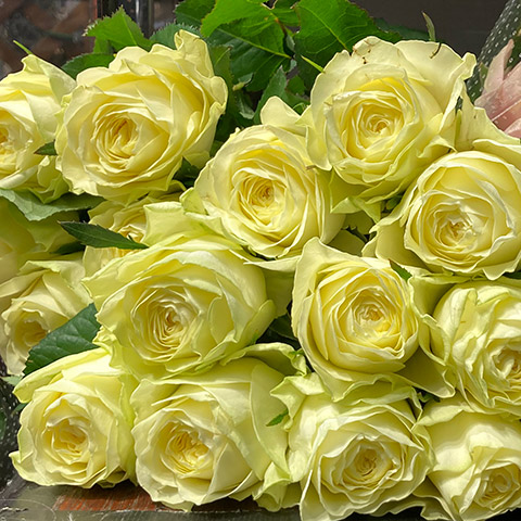 バラ　イエロー ホワイトムーン　オオイガワ ｼｭｳ50CM (黄色)