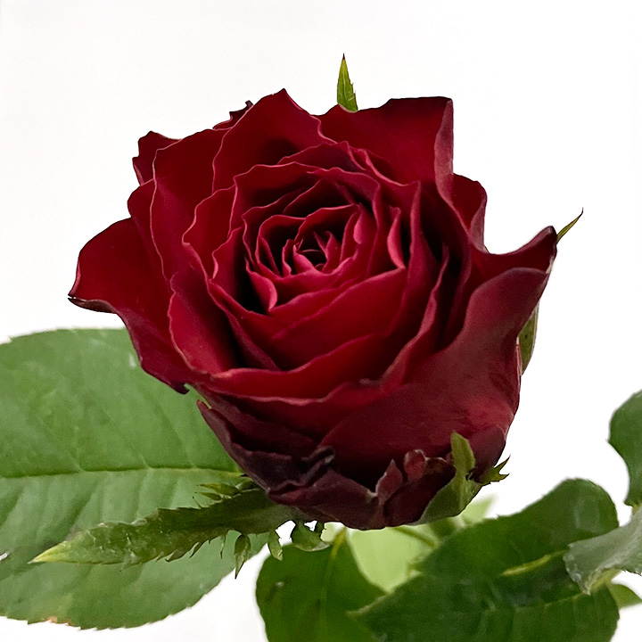 【母の日】バラ　レッド  L 推奨産地