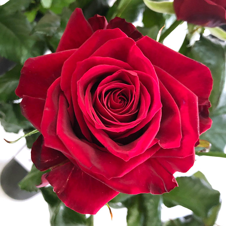 バラ　レッド バラ　アマダ　クニエダ　L 推奨産地【予約メニュー】