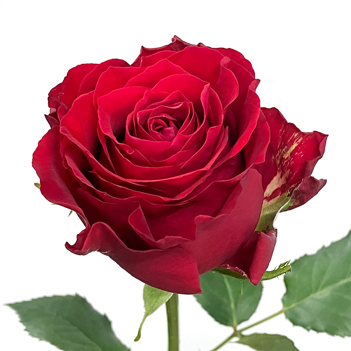 バラ　レッド バラ　サムライ　L 推奨産地【予約メニュー】