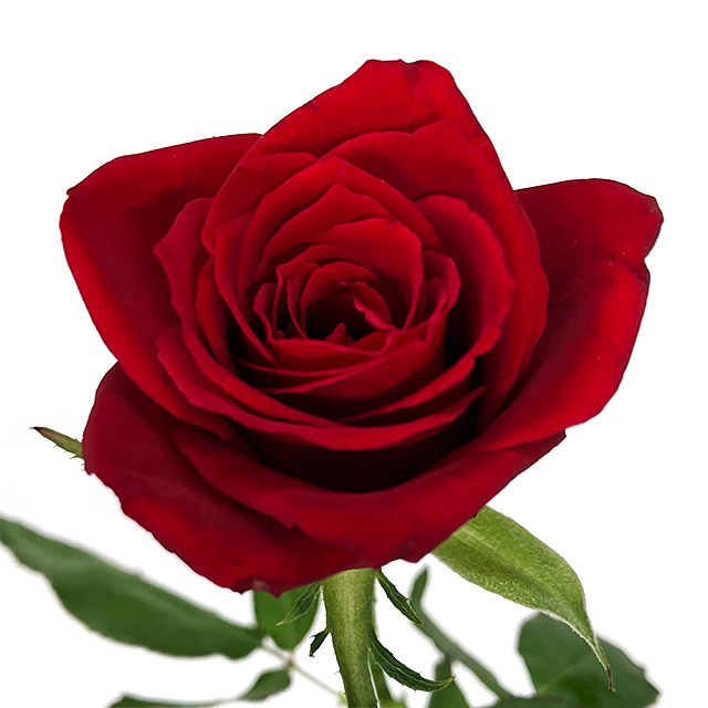 バラ　レッド サムライ 秀60CM (赤)