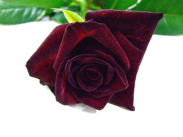 バラ　レッド ブラックバッカラ 4-  60 (紫紅色・紅色)