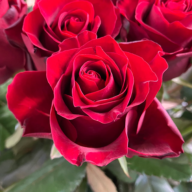 バラ　レッド ベルベットリップ 秀50CM (赤)