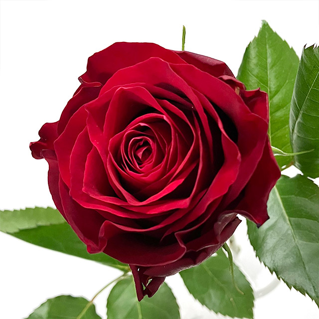 バラ　レッド バラ　アマダ　L 推奨産地【予約メニュー】