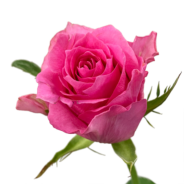 【母の日】バラ　ピンク  L 推奨産地