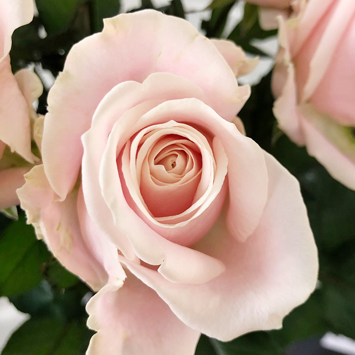 バラ　ピンク バラ　スイートアバランチェ（クニエダ）　L 推奨産地【予約メニュー】