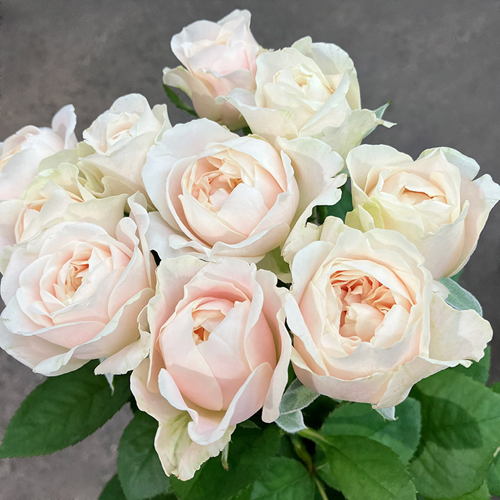 バラ　ピンク シフォンベール 秀80 (淡ピンク)