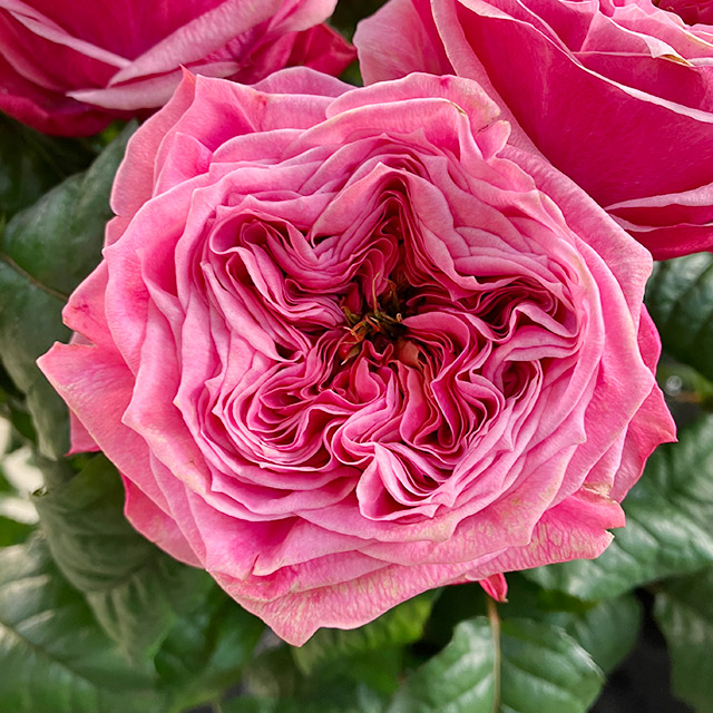 バラ　ピンク リージェントパーク 80CM (ピンク)