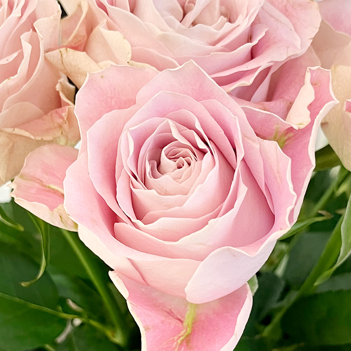 バラ　ピンク プライムライン 70ｃｍ (ピンク)