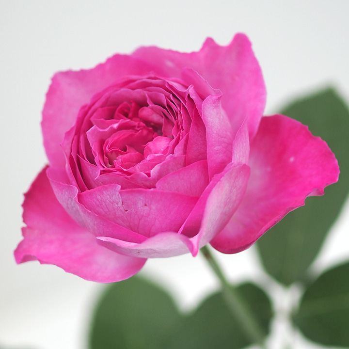 バラ　ピンク　イブピアッチェ L 推奨産地