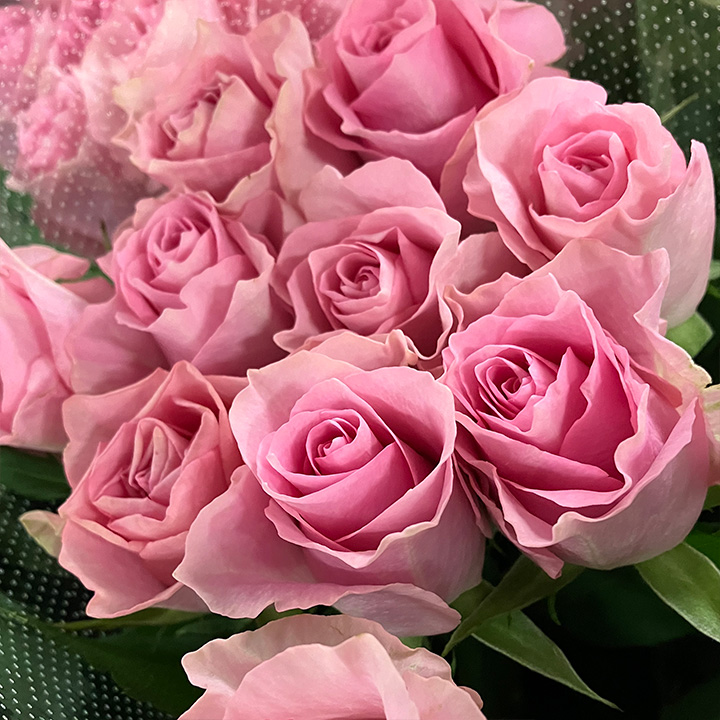 バラ ピンク マイガール ｼｭｳ50CM (ピンク)｜大田市場店｜ハナノヒ