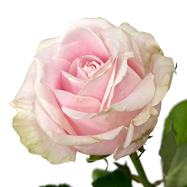 バラ　ピンク バラ　スイートアバランチェ　L 推奨産地【予約メニュー】