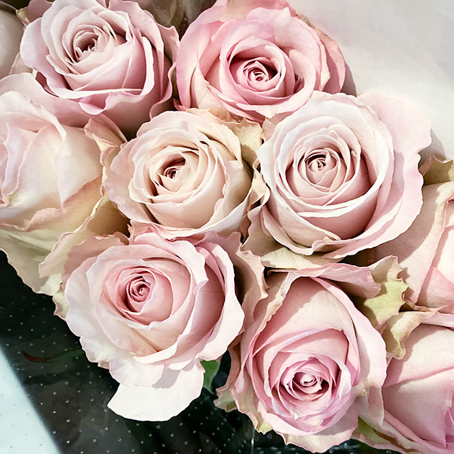 バラ　ピンク バラ　ラプソディ　L 推奨産地【予約メニュー】