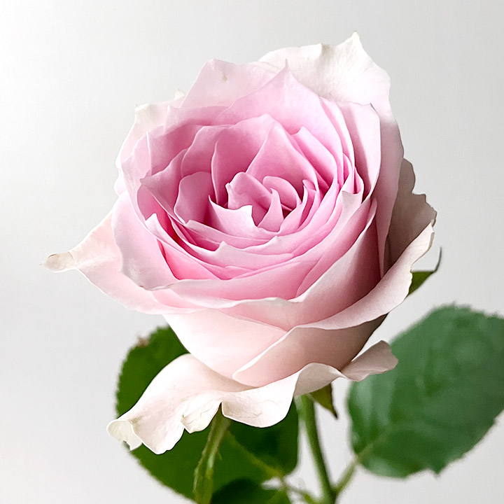 バラ　ピンク バラ　リメンブランス　L 推奨産地【予約メニュー】