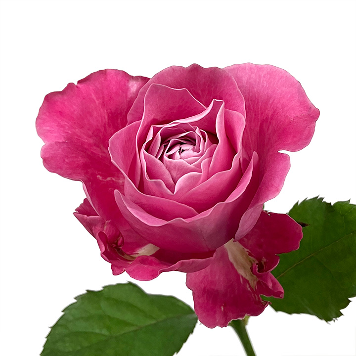 バラ　ピンク バラ　オールフォーラブ　L 推奨産地【予約メニュー】