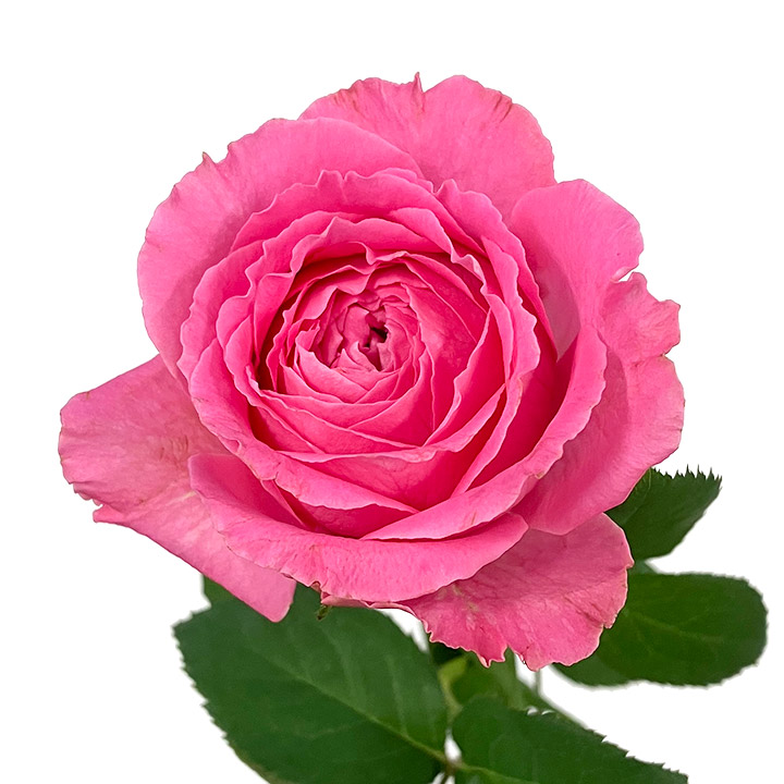 バラ ピンク ポムグラニット＋ 秀60 (ピンク)｜東京店｜ハナノヒmarket