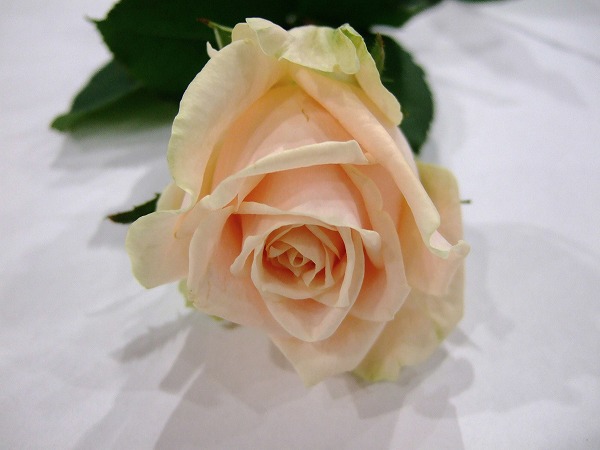 バラ　ピンク パールアバランチェ＋ 秀50CM (淡ピンク)