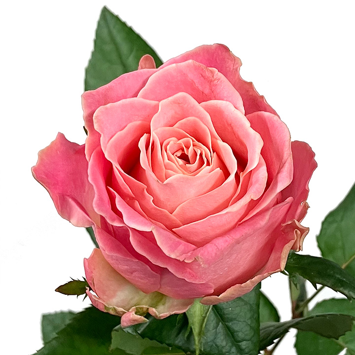 バラ　ピンク バラ　アーリエス　L 推奨産地【予約メニュー】