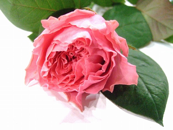 バラ　ピンク サザナミ 秀50CM (ピンク)