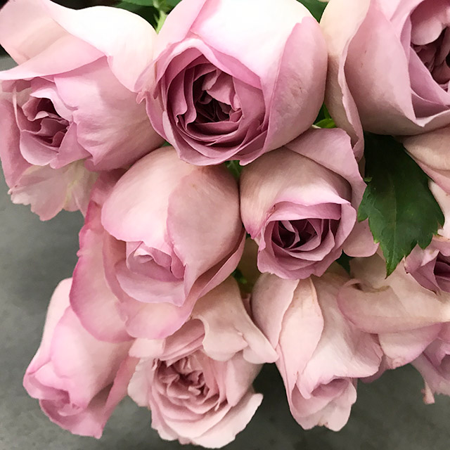 バラ　ピンク ショコラロマンティカ 70ｃｍ (ピンク)