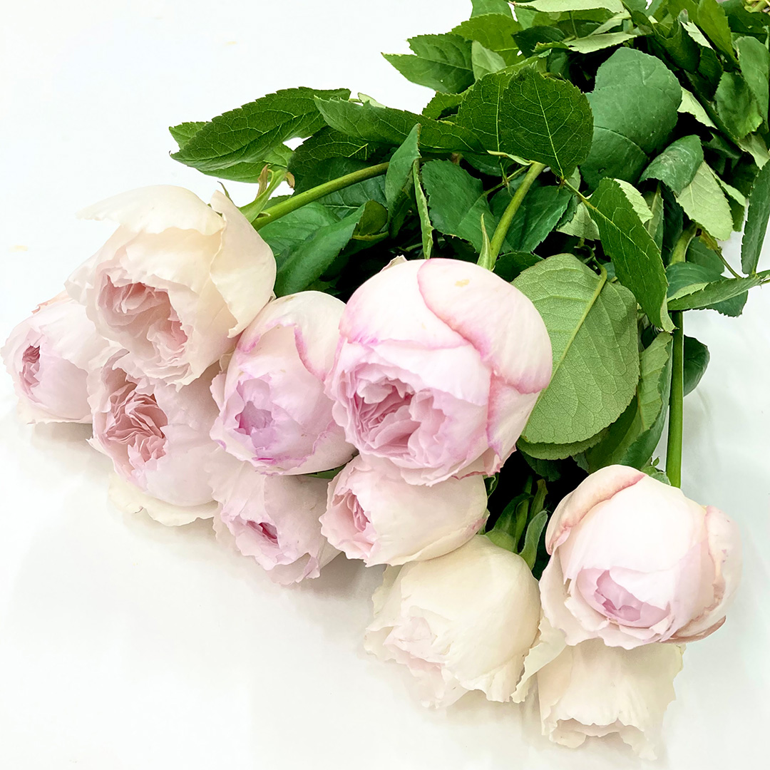 バラ　ピンク ココット 50ｃｍ (淡ピンク)