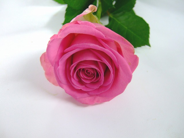 バラ ピンク アクア 60CM (ピンク)｜大阪店｜ハナノヒmarket